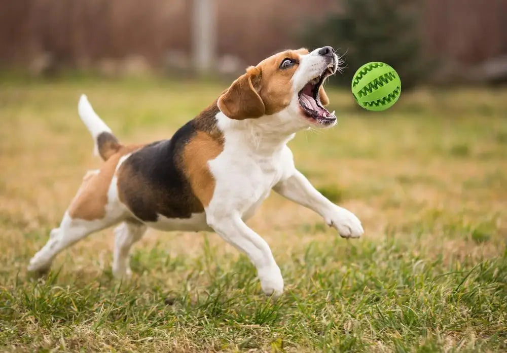 Dog Food Ball Pet - Chewing Toys - Petunia Woof